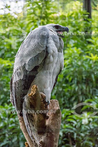  Detail of Harpy Eagle (Harpia harpyja) - Bela Vista Biological Sanctuary  - Foz do Iguacu city - Parana state (PR) - Brazil