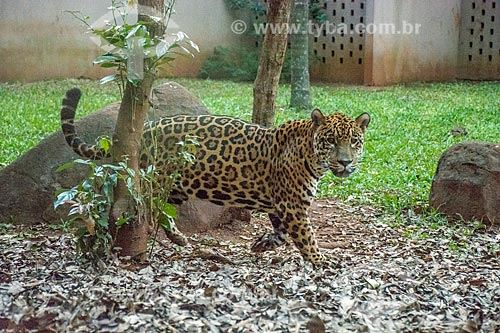  Jaguar (Panthera onca) - Bela Vista Biological Sanctuary  - Foz do Iguacu city - Parana state (PR) - Brazil
