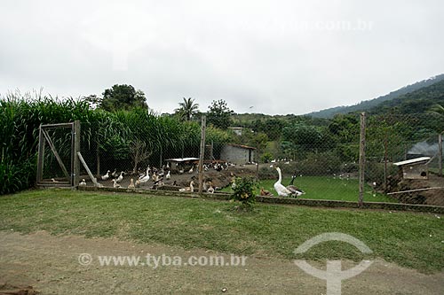  Ducks raising - Triunfo Farm  - Marica city - Rio de Janeiro state (RJ) - Brazil