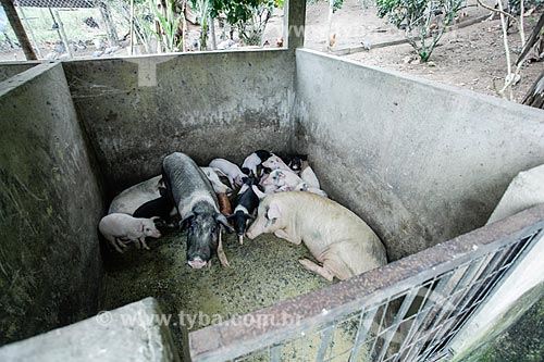  Pigsty - Triunfo Farm  - Marica city - Rio de Janeiro state (RJ) - Brazil