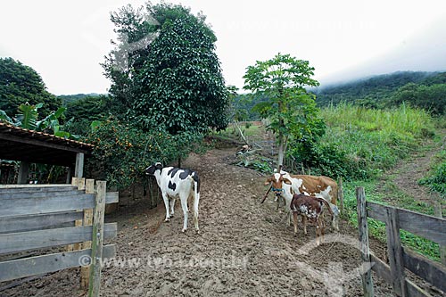 Cattle - Triunfo farm corral  - Marica city - Rio de Janeiro state (RJ) - Brazil