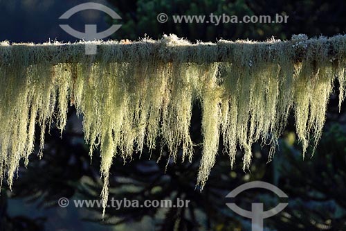  Detail of araucaria (Araucaria angustifolia) with spanish moss (Tillandsia usneoides)  - Urupema city - Santa Catarina state (SC) - Brazil
