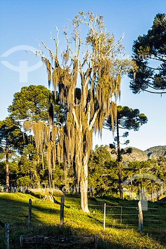  Tree covered by spanish moss (Tillandsia usneoides)  - Urubici city - Santa Catarina state (SC) - Brazil
