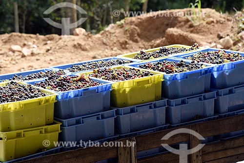  Crate with Seibel grape for wine production  - Bento Goncalves city - Rio Grande do Sul state (RS) - Brazil
