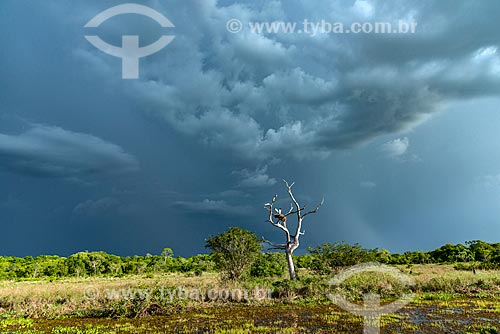  Nest of Jabiru (Jabiru mycteria) - Typical vegetation of Pantanal Matogrossense  - Pocone city - Mato Grosso state (MT) - Brazil