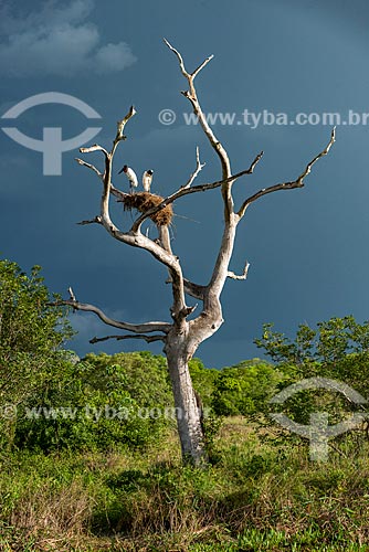  Detail of nest of Jabiru (Jabiru mycteria) - Pantanal Matogrossense  - Pocone city - Mato Grosso state (MT) - Brazil