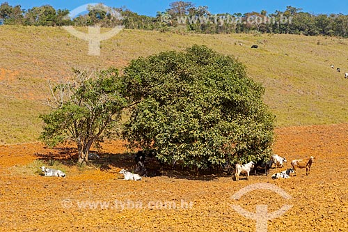  Cattle raising resting in tree shade - Guarani city rural zone  - Belo Horizonte city - Minas Gerais state (MG) - Brazil
