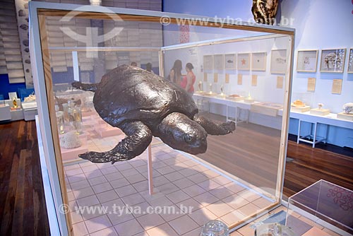  Sea turtle replica at the Cellochus Exhibition on exhibit - National Museum - old Sao Cristovao Palace  - Rio de Janeiro city - Rio de Janeiro state (RJ) - Brazil