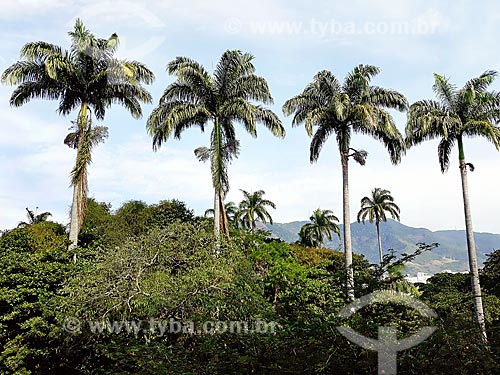  Imperial palms - Quinta da Boa Vista Park  - Rio de Janeiro city - Rio de Janeiro state (RJ) - Brazil