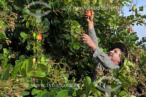  Rural worker harvesting cashew  - Sao Francisco city - Sao Paulo state (SP) - Brazil