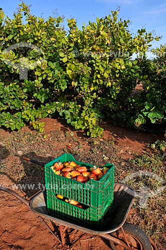  Crate with cashews during harvest  - Sao Francisco city - Sao Paulo state (SP) - Brazil