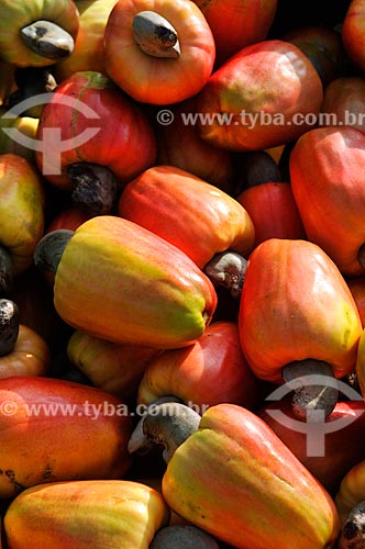  Detail of cashews during harvest  - Sao Francisco city - Sao Paulo state (SP) - Brazil