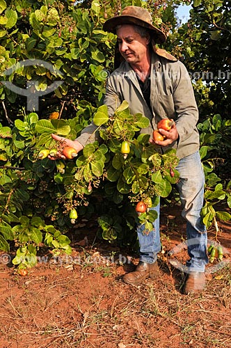  Rural worker harvesting cashew  - Sao Francisco city - Sao Paulo state (SP) - Brazil