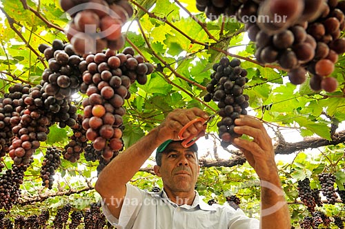  Detail of rural worker harvesting brazil grape - plantation format called trellis, also known as pergola  - Sao Francisco city - Sao Paulo state (SP) - Brazil
