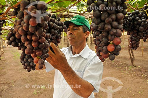  Detail of rural worker harvesting brazil grape - plantation format called trellis, also known as pergola  - Sao Francisco city - Sao Paulo state (SP) - Brazil