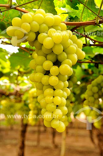  Detail of Italia grape vinegar - plantation format called trellis, also known as pergola  - Sao Francisco city - Sao Paulo state (SP) - Brazil