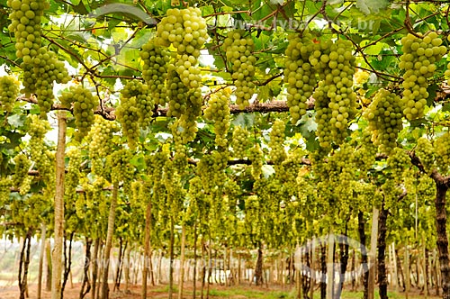  Italia grape vinegar - plantation format called trellis, also known as pergola  - Sao Francisco city - Sao Paulo state (SP) - Brazil
