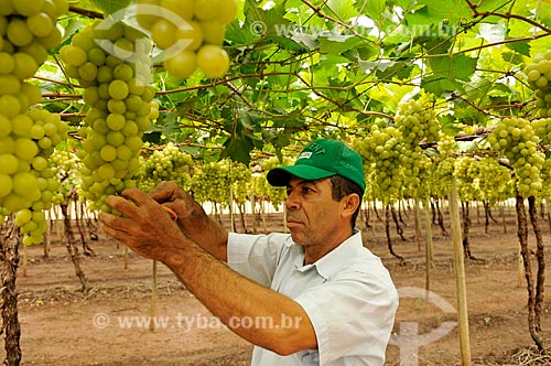  Detail of rural worker harvesting Italia grape - plantation format called trellis, also known as pergola  - Sao Francisco city - Sao Paulo state (SP) - Brazil