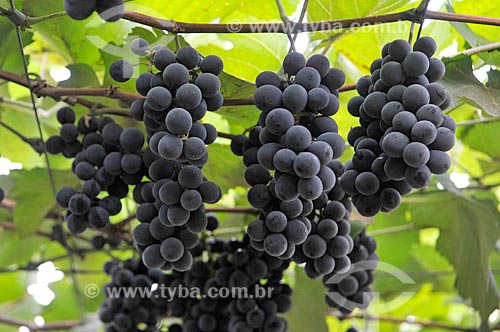  Detail of isabella grape vinegar - plantation format called trellis, also known as pergola  - Sao Francisco city - Sao Paulo state (SP) - Brazil