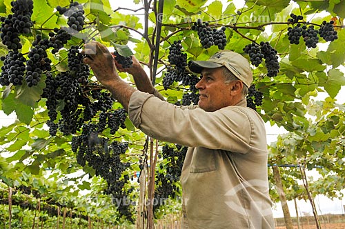  Detail of rural worker harvesting Isabella grape  - Sao Francisco city - Sao Paulo state (SP) - Brazil
