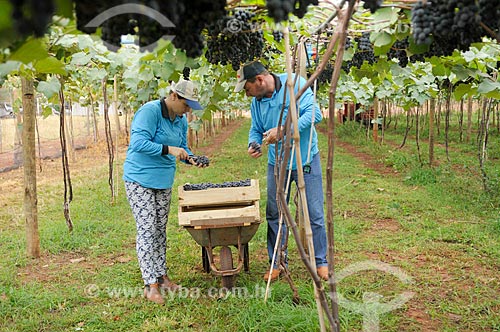  Detail of rural workers harvesting Isabella grape  - Sao Francisco city - Sao Paulo state (SP) - Brazil