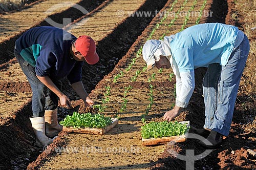  Rural worker - lettuce plantation  - Sao Francisco city - Sao Paulo state (SP) - Brazil