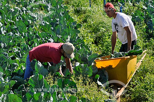  Detail of rural workers harvesting cauliflower  - Neves Paulista city - Sao Paulo state (SP) - Brazil
