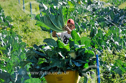  Detail of rural worker harvesting cauliflower  - Neves Paulista city - Sao Paulo state (SP) - Brazil
