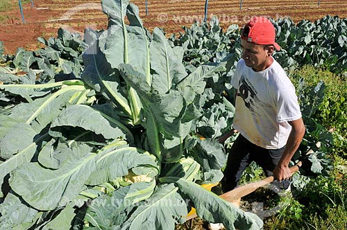  Detail of rural worker harvesting cauliflower  - Neves Paulista city - Sao Paulo state (SP) - Brazil