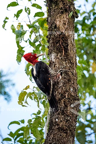  Detail of robust woodpecker (Campephilus robustus) - Serrinha do Alambari Environmental Protection Area  - Resende city - Rio de Janeiro state (RJ) - Brazil
