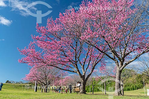  View of cherry-tree - Curitiba Botanical Garden (Francisca Maria Garfunkel Rischbieter Botanical Garden)  - Curitiba city - Parana state (PR) - Brazil