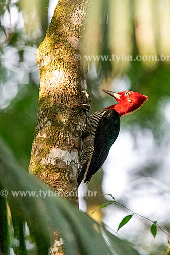  Detail of robust woodpecker (Campephilus robustus) - Serrinha do Alambari Environmental Protection Area  - Resende city - Rio de Janeiro state (RJ) - Brazil