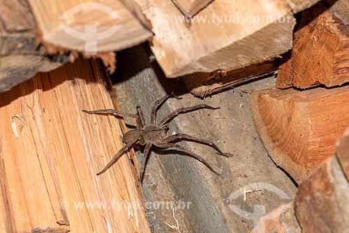  Detail of brazilian wandering spiders (Phoneutria) - Serrinha do Alambari Environmental Protection Area  - Resende city - Rio de Janeiro state (RJ) - Brazil