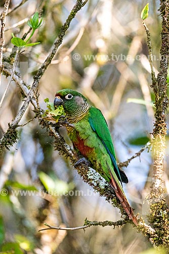  Detail of maroon-bellied parakeet (Pyrrhura frontalis) - Serrinha do Alambari Environmental Protection Area  - Resende city - Rio de Janeiro state (RJ) - Brazil