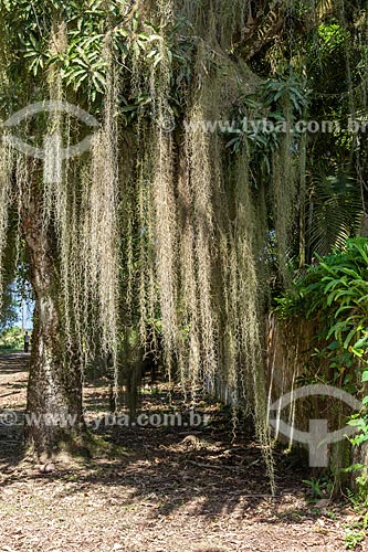  Tree covered by spanish moss (Tillandsia usneoides)  - Angra dos Reis city - Rio de Janeiro state (RJ) - Brazil