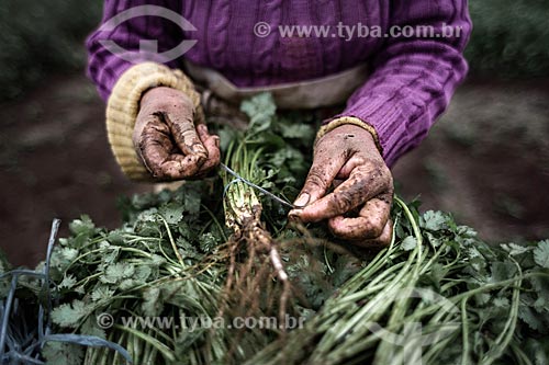  Woman tying up bundle of coriander (Coriandrum sativum) - Campo do Coelho district rural zone  - Nova Friburgo city - Rio de Janeiro state (RJ) - Brazil
