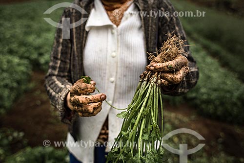  Woman holding bundle of coriander (Coriandrum sativum) - Campo do Coelho district rural zone  - Nova Friburgo city - Rio de Janeiro state (RJ) - Brazil