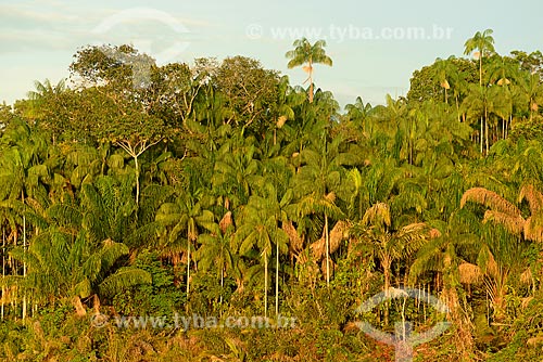  View of acaizal on the banks of the Negro River  - Amazonas state (AM) - Brazil