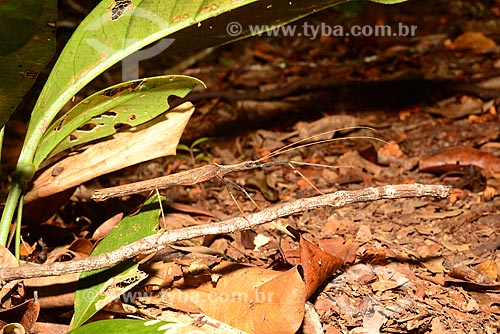  Detail of stick insects  - Amazonas state (AM) - Brazil