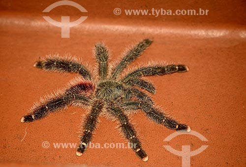 Detail of tarantula  - Amazonas state (AM) - Brazil