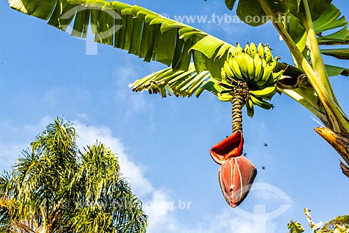  Banana bunch in a banana tree at Lagoinha Beach  - Florianopolis city - Santa Catarina state (SC) - Brazil
