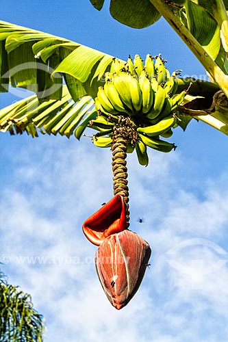  Banana bunch in a banana tree at Lagoinha Beach  - Florianopolis city - Santa Catarina state (SC) - Brazil