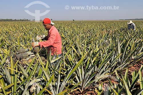  Rural workers harvesting pineapple pearl  - Frutal city - Minas Gerais state (MG) - Brazil