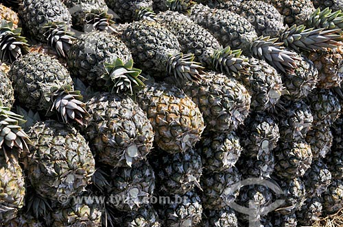  Pineapples pearl pileds during harvest  - Frutal city - Minas Gerais state (MG) - Brazil