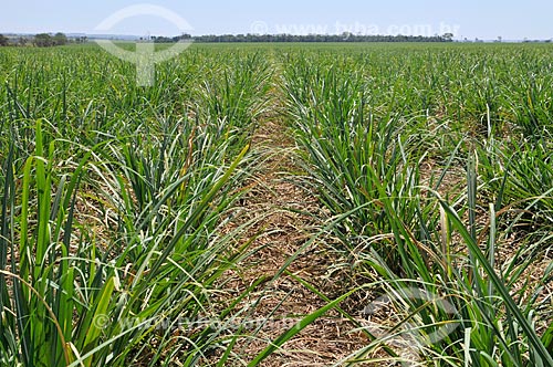  Sugarcane plantation  - Frutal city - Minas Gerais state (MG) - Brazil