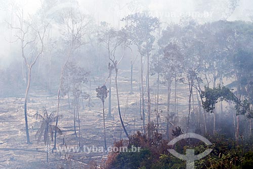  Aerial photo of the burned - Amazon Rainforest  - Manaus city - Amazonas state (AM) - Brazil