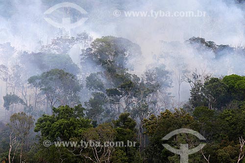  Aerial photo of the burned - Amazon Rainforest  - Manaus city - Amazonas state (AM) - Brazil