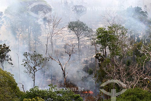  Aerial photo of the burned - Amazon Rainforest  - Manaus city - Amazonas state (AM) - Brazil