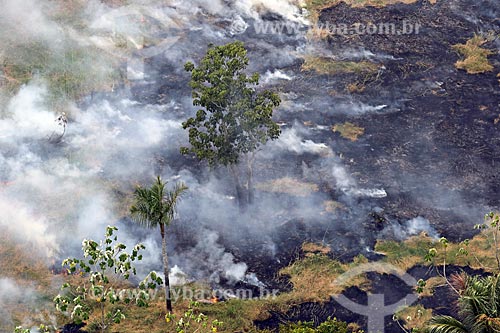  Aerial photo of the burned - Amazon Rainforest  - Manaus city - Amazonas state (AM) - Brazil