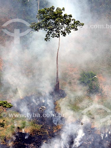  Aerial photo of the burned - Amazon Rainforest  - Manaus city - Amazonas state (AM) - Brazil